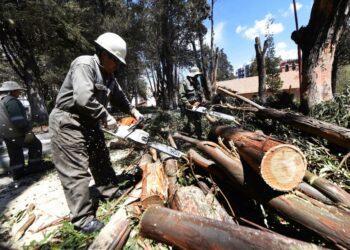 Se autoriza otra vez la tala de árboles. Foto: Alcaldía de La Paz