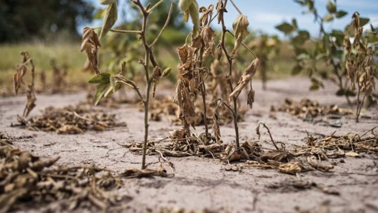 Un cultivo de soya afectado por inundaciones. Foto: Archivo.