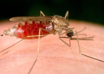 El mosquito de la Malaria. Foto: Archivo.