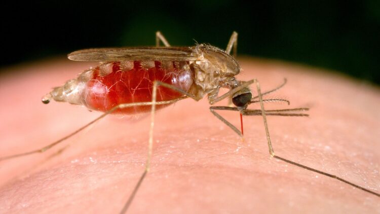 La enfermedad se transmite mediante la picadura de un mosquito infectado.
