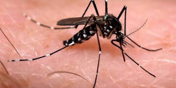 dengue