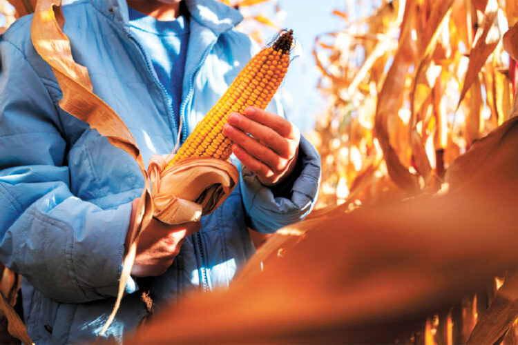 El Gobierno impulsó la producción agrícola con biotecnología (imagen referencial). Foto: Archivo.