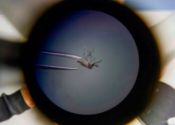 mosquito_dengue.jpg