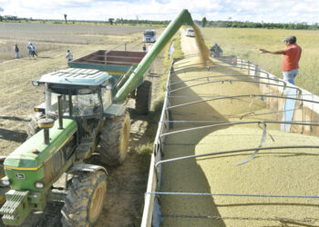 Los productores soyeros almacenan el grano luego de realizar la cosecha. Santa Cruz es el mayor productor de la oleaginosa.