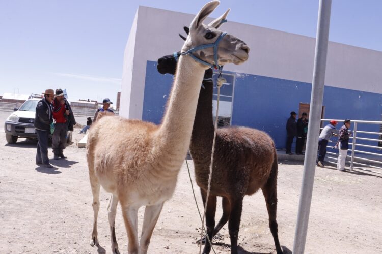 Una llama del sector camélido. Foto: Archivo.