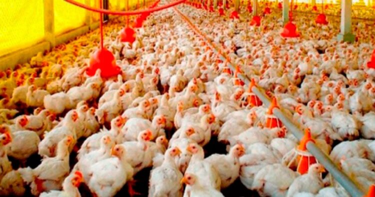 El sector avícola aporta con carne de pollo y huevos.