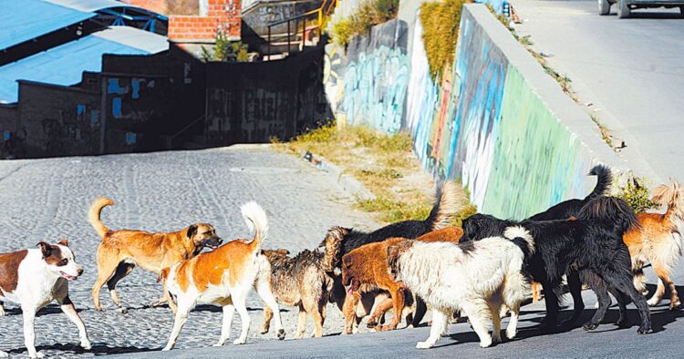 Con una norma, la Alcaldía de La Paz busca limitar la cantidad de mascotas en el hogar.