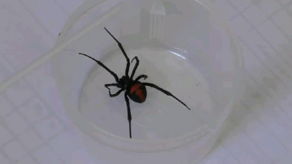 araña