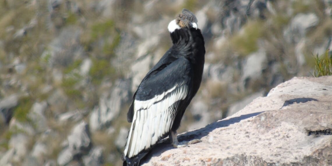 Condor Pui Bolivia será sede del V Congreso Internacional del Cóndor Andino - La Razón