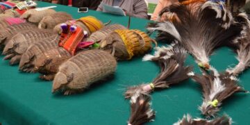 El uso de quirquinchos disecados y cualquier otro resto de animales está prohibido.
