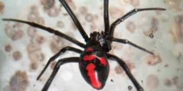 En caso de una picadura de viuda negra se debe acudir a un centro de salud, de forma inmediata. Foto: Inlasa.