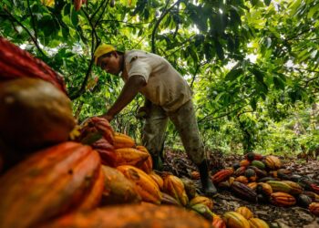 La producción de cacao en el país. Foto: Archivo.