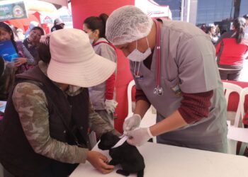 Zoonosis afirma que hay sobrepoblación de perros en El Alto.