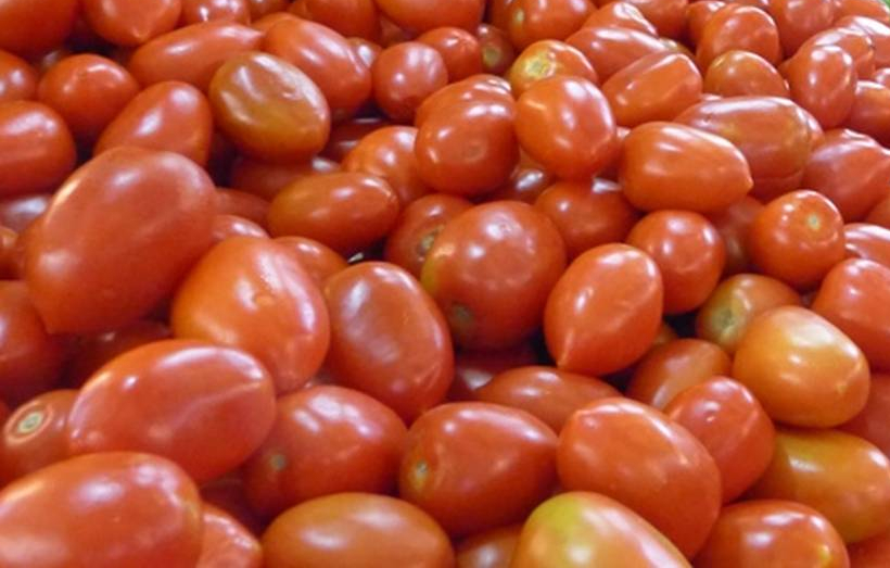 Tomates producidos en el país. Foto: Archivo.