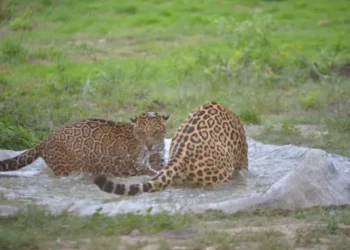 Los jaguares albergados en Vesty Pakos. Foto: AMUN.