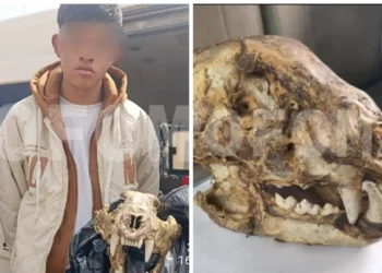 La Policía aprehendió a un joven de 20 años de edad que ofrecía el cráneo de un jaguar. FOTO: Pofoma