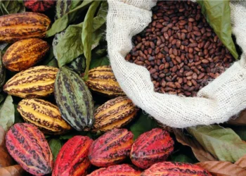 cacao