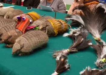 Artículos con el uso de fauna silvestre decomisados. FOTO: GADLP