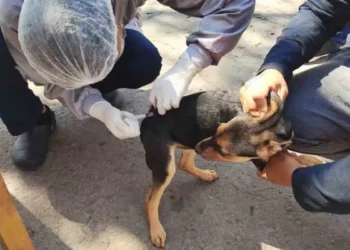La Alcaldía de Sucre reportó un nuevo caso de rabia canina. FOTO: RRSS