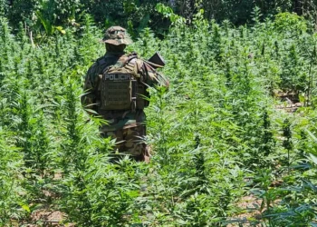 Los efectivos de UMOPAR hallaron plantaciones de marihuana/FELCN