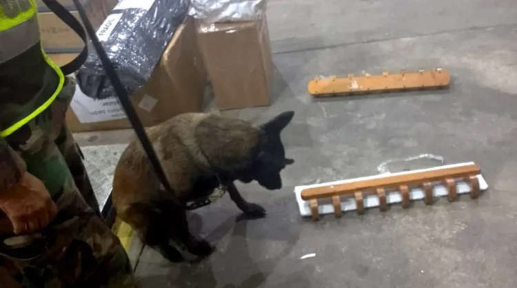 El olfato de Jade detecto la droga camuflada/FELCN
