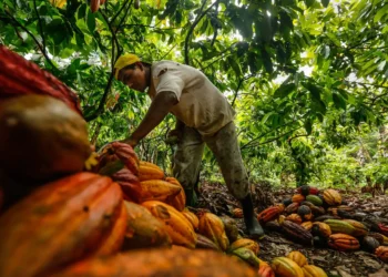 cacao