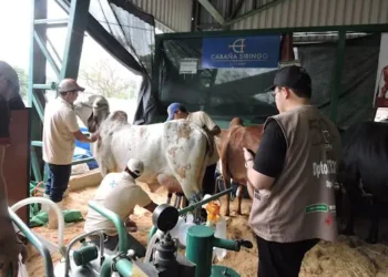 Este domingo arrancó en Expocruz 2025 el concurso de producción de leche de las razas Gyr y Girolando. FOTO: Publiagro