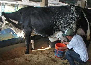 leche
