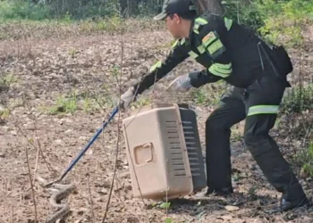 La serpiente fue liberada en un lugar seguro/Pofoma Beni