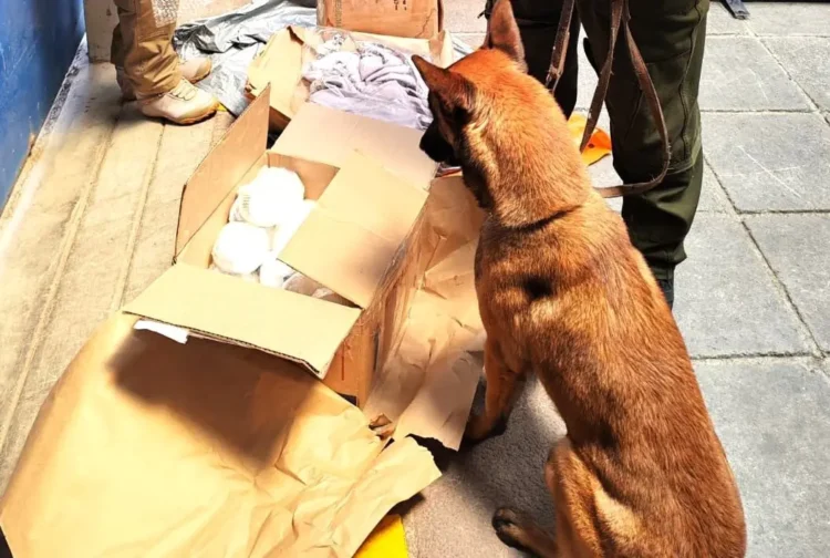 Vlady detectó la droga camuflada en velas/AFP
