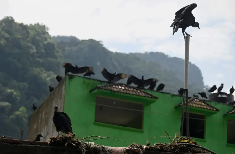 Los buitres rondan los pueblos por los animales muertos/AFP