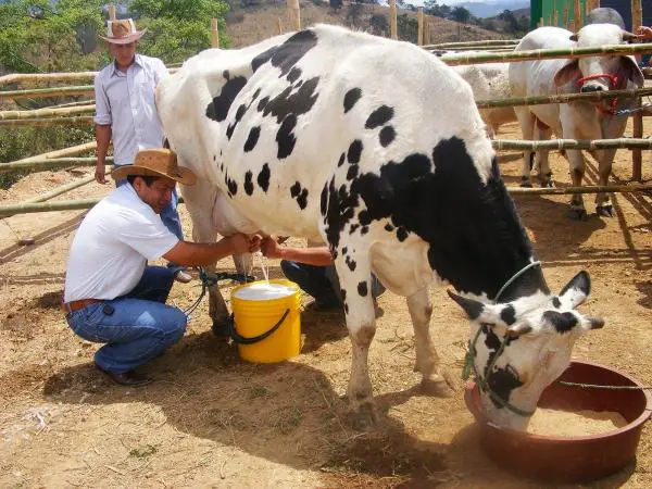 producción