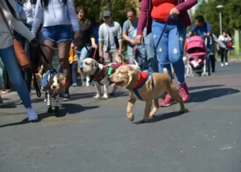En promedio existen dos mascotas por hogar en el municipio de La Paz. FOTO: GAMLP