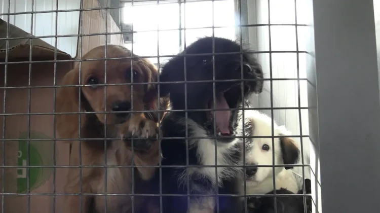Al menos 35 mascotas, entre perros y gatos, fueron decomisados en la feria 16 de Julio. FOTO: GAMEA
