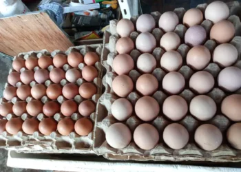 La producción de huevos en el país. Foto: RRSS.