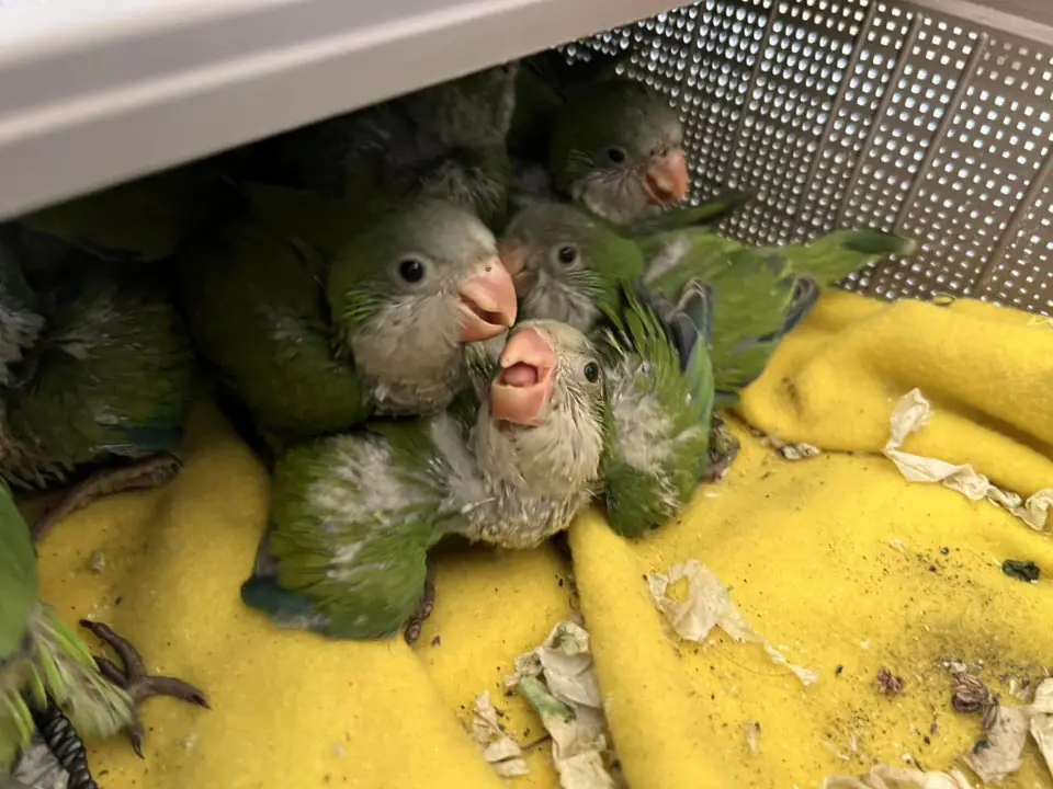 Pichones de loros eran vendidos de forma ilegal en una feria de Barrio Lindo, en Santa Cruz. FOTO: GADC