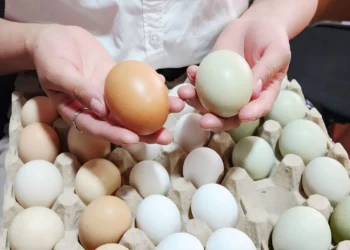 En La Paz ya se produce y comercializa los huevos de colores. FOTO: UMSA