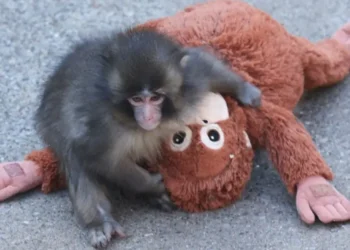 Punch junto con su peluche 'protector'/AFP