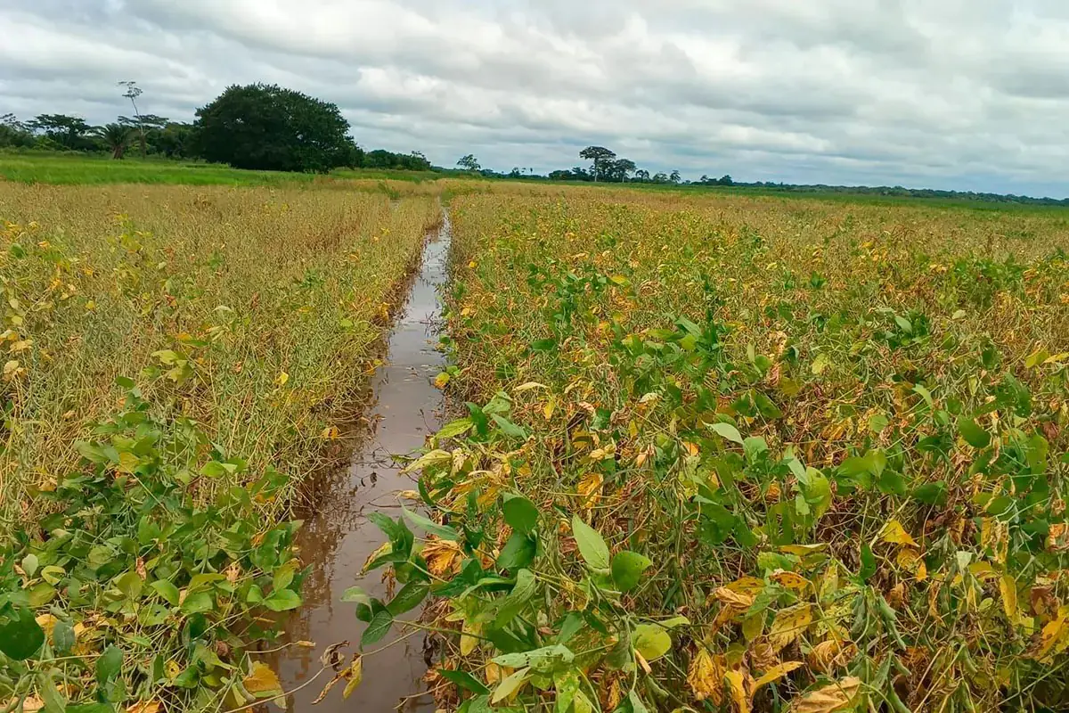 Cosecha de soya cae en 400.000 toneladas por mal clima