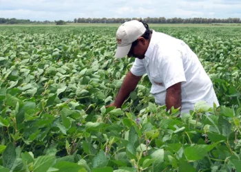 soya