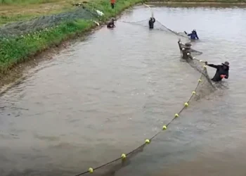 Una piscina del Complejo Piscicola de Chimoré. Foto: Captura de video