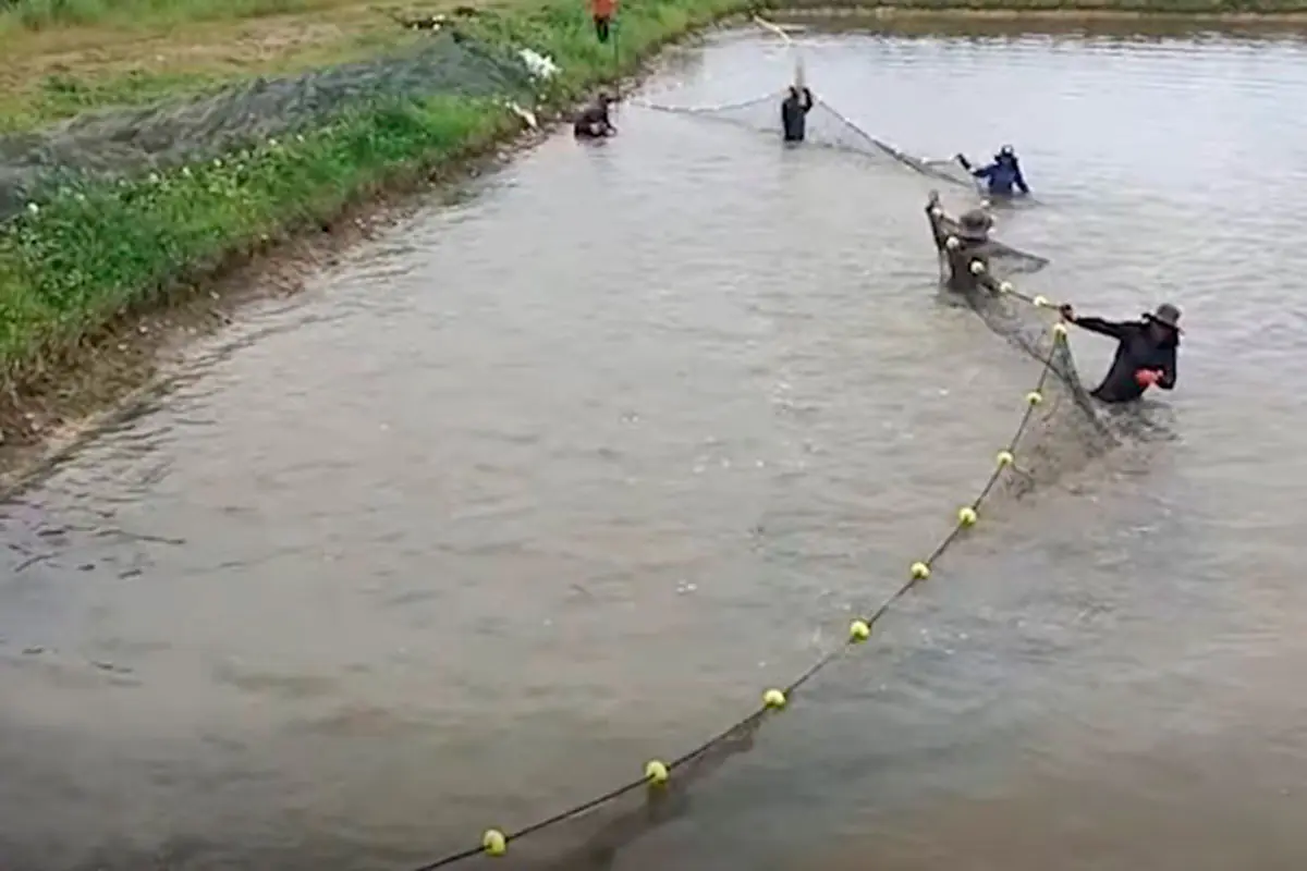 EMAPA apunta completar al 100% el funcionamiento del Complejo Piscícola de Chimoré