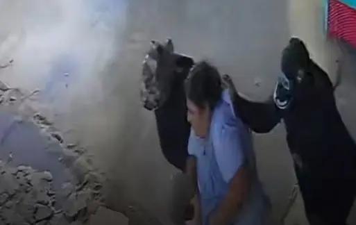 Cinco encapuchados secuestran a mujer en el Trópico de Cochabamba