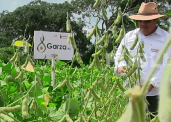 Garza RG: la nueva soya boliviana que promete rendimientos estables. Foto: Publiagro
