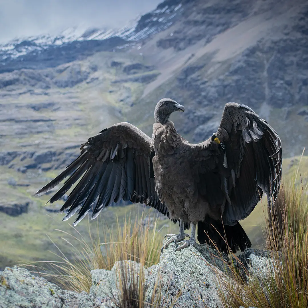 Un cóndor hembra vuelve a surcar los cielos tras su rehabilitación