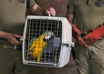 Pofoma rescata a paraba
Foto: Policia Boliviana