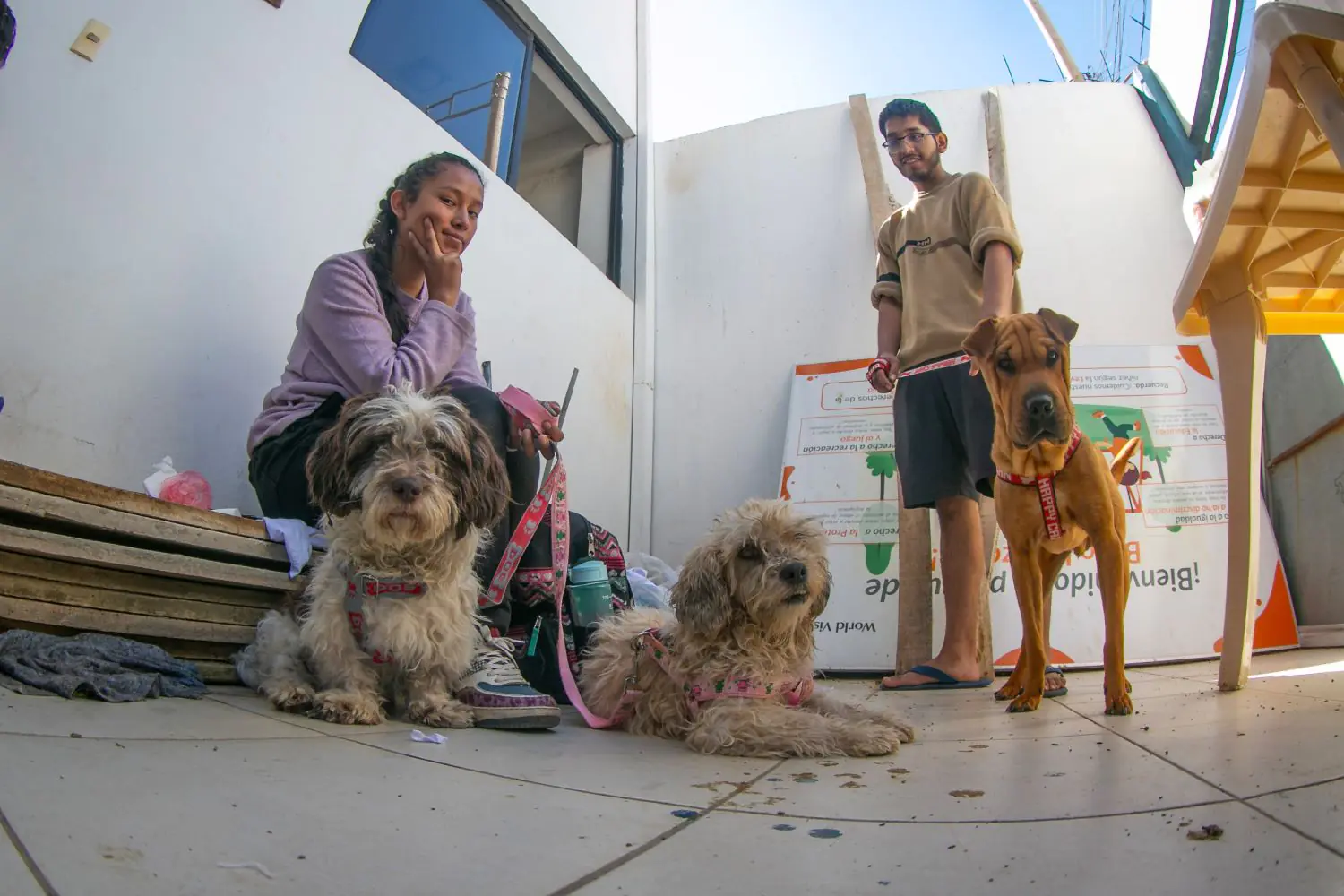 Cochabamba se acerca a las 24.000 esterilizaciones caninas gratuitas