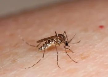 El mosquito aedes aegypti es el transmisor de la enfermedad. FOTO: RRSS