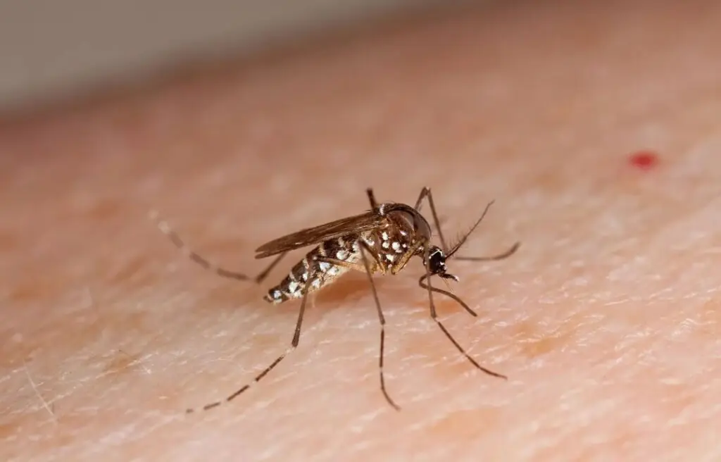 Alerta epidemiológica en Potosí tras 50 casos confirmados de chikungunya