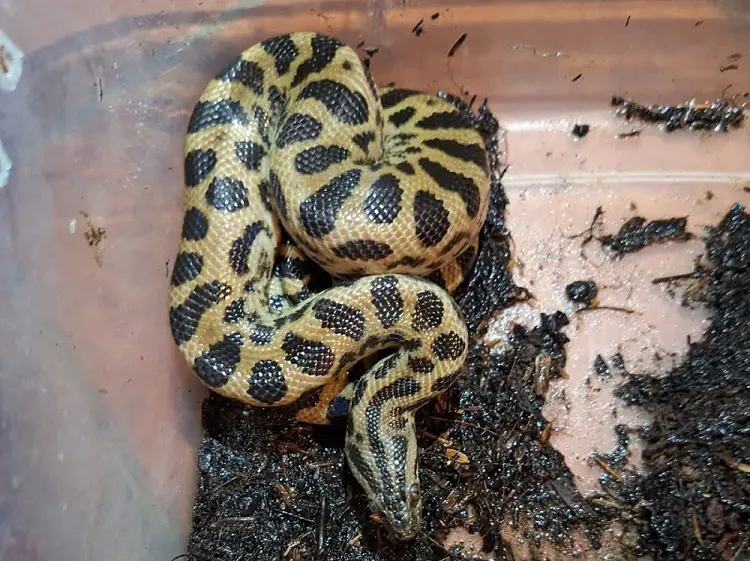 La Felcn halla boas, una anaconda y tarántulas en operativo